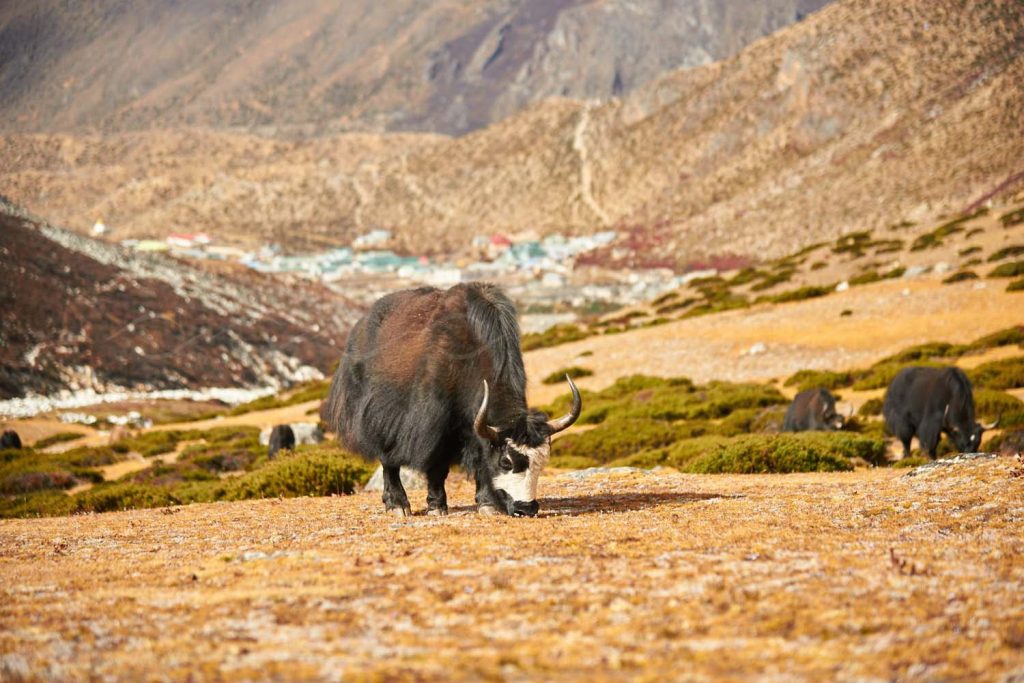 Mountain Yak